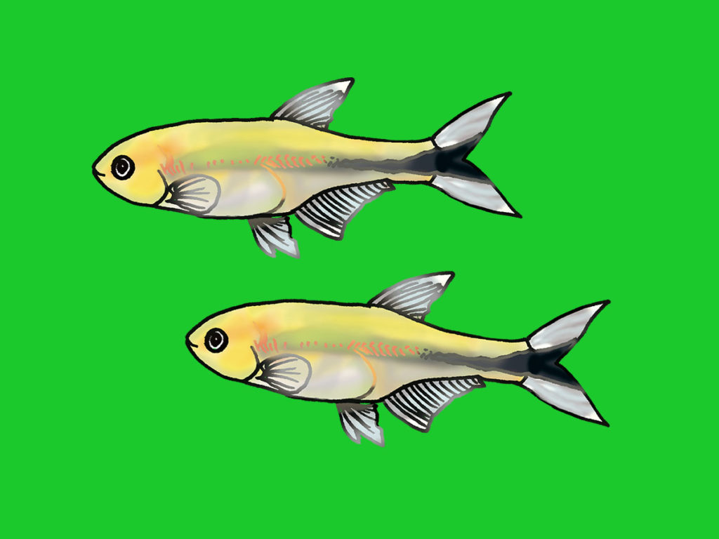 緑背景に描かれた2匹の小型カラシンのイラスト