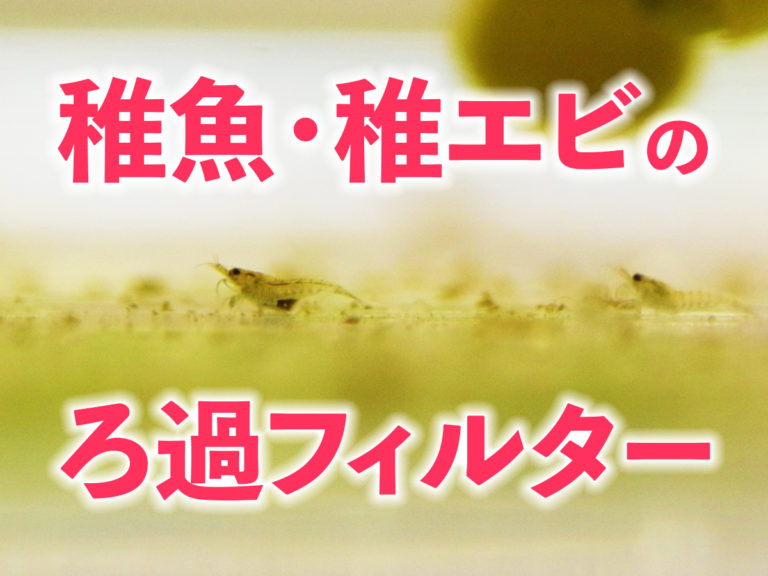稚魚・稚エビのろ過フィルターの見出し画像