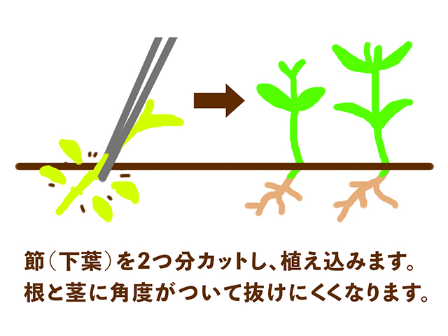 水草の節をカットして植え込み、抜けにくくする手順の図解