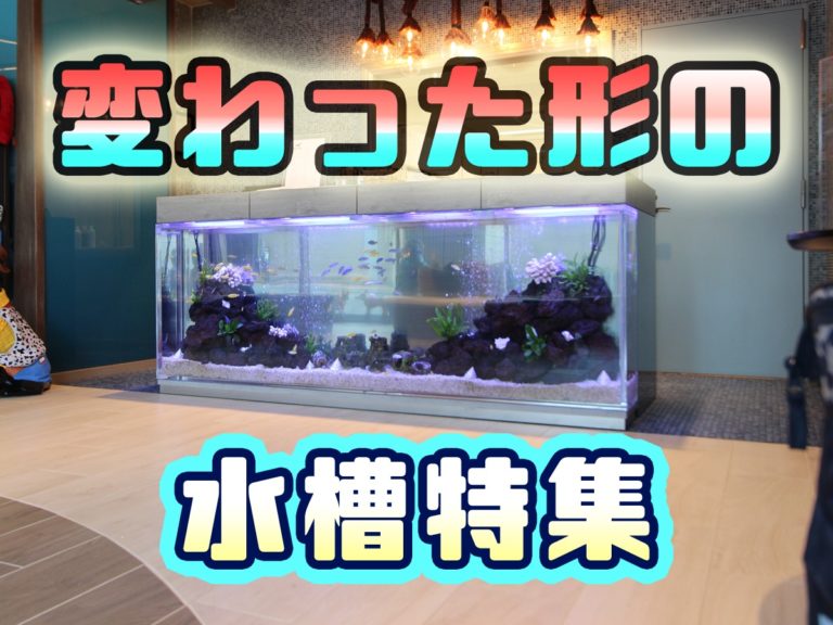 変わった形の水槽特集の文字と横長のアクアリウム画像