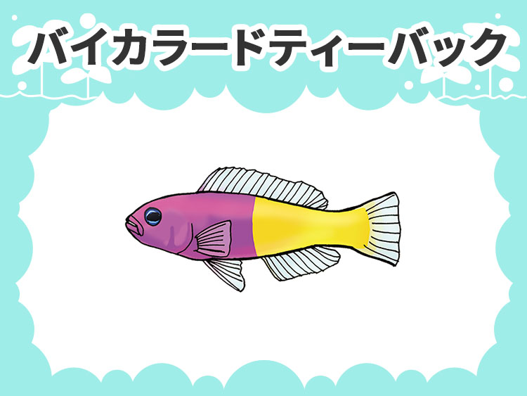 バイカラードティーバックと書かれた海水魚のイラスト画像