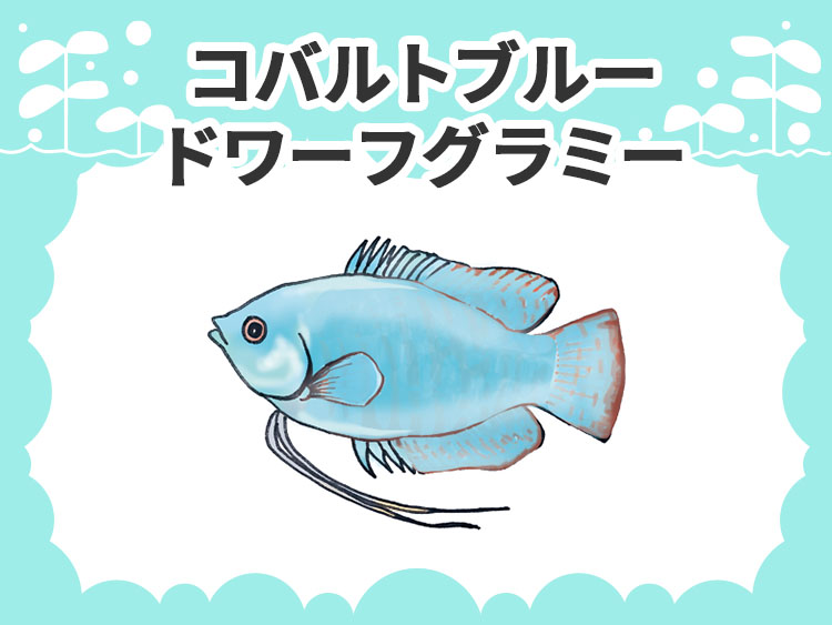 コバルトブルードワーフグラミーのお魚図鑑