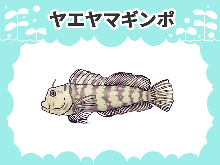 ヤエヤマギンポのお魚図鑑