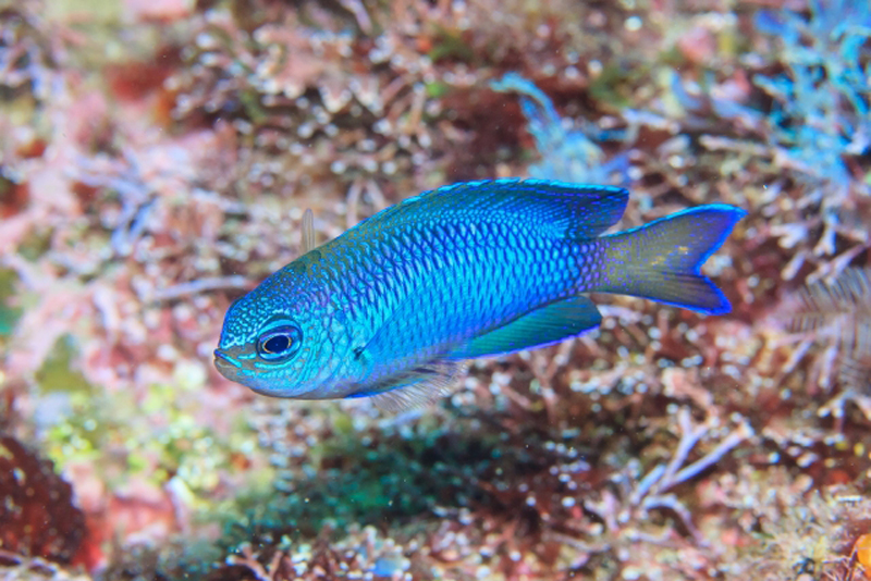 サンゴ礁を泳ぐ鮮やかな青色の海水魚と背景の岩礁