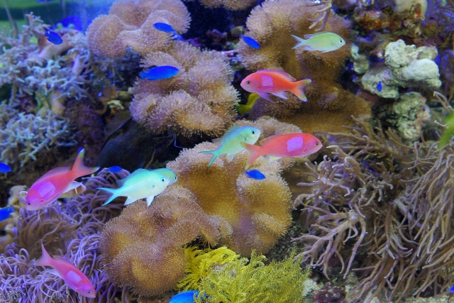 サンゴ礁を泳ぐ色鮮やかな熱帯魚とソフトコーラル