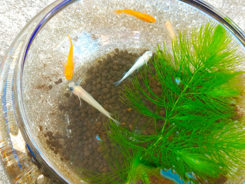 ガラス鉢で泳ぐメダカと水草のマツモ