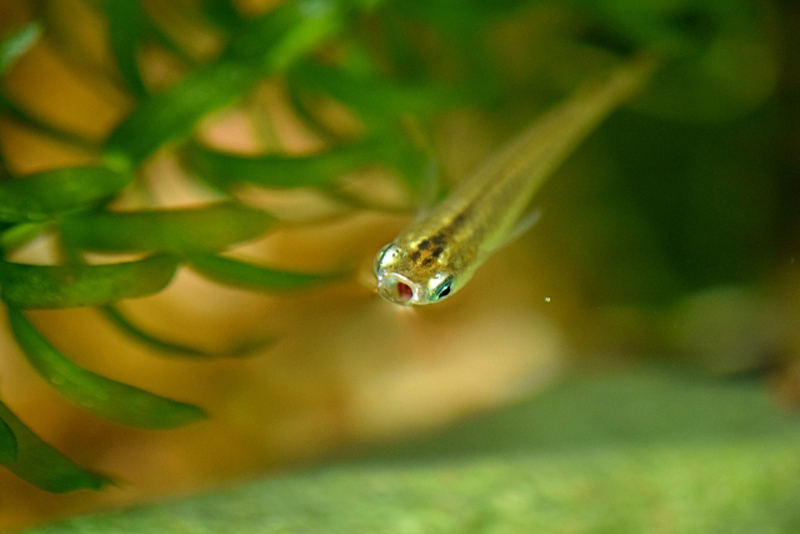 水草の側で口を開けて泳ぐメダカの正面写真