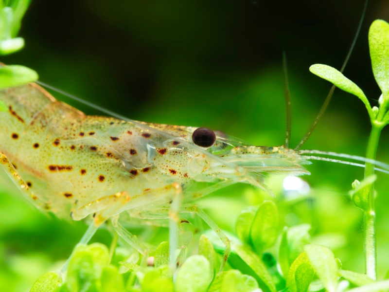 水草の上にいる半透明なエビの仲間と緑色の水草
