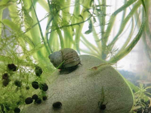 石の上の貝とエビと背景に茂る水草