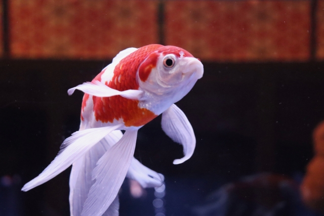 紅白模様で長い鰭を持つ金魚の泳ぐ姿