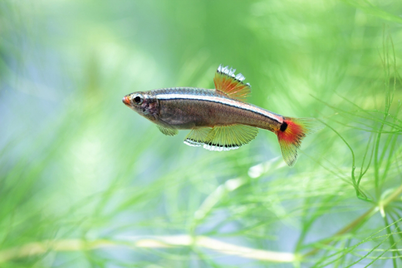 水草の間を泳ぐ赤い尾びれの小型熱帯魚と緑の水草