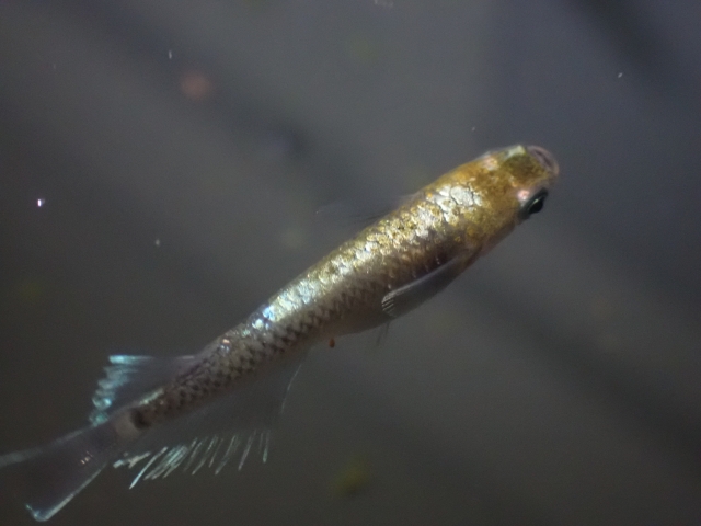 暗い水槽内を斜め上に泳ぐ一匹のメダカの背中