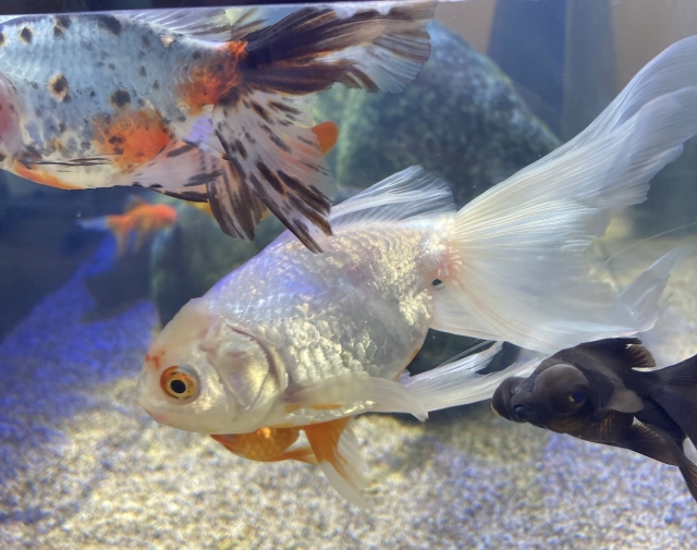 水槽内を泳ぐ白い金魚と出目金や朱文金などの金魚群