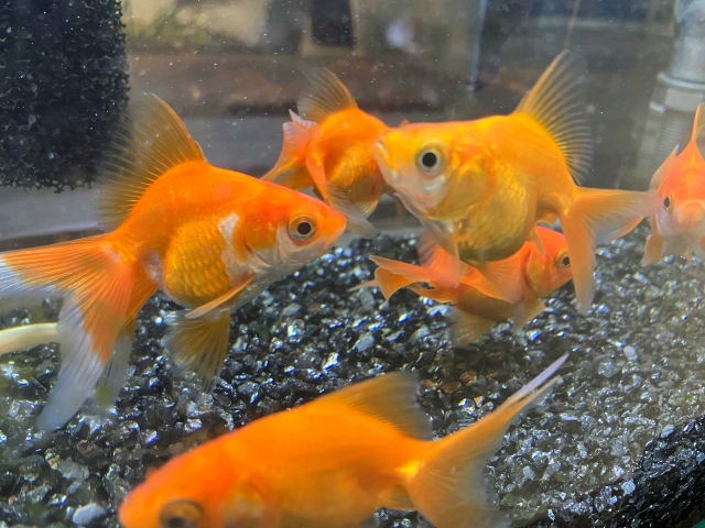水槽内を泳ぐ琉金型の赤い金魚と黒い底砂利