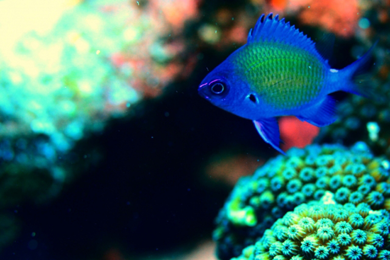 サンゴの上を泳ぐ青い海水魚と緑色のサンゴ礁