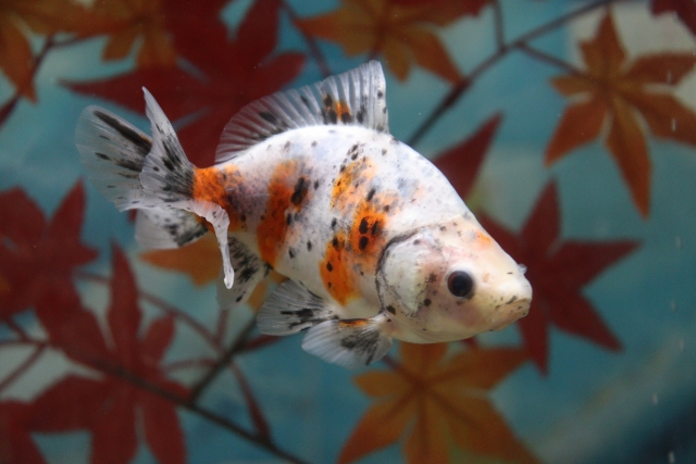 紅葉の背景を泳ぐ三色模様の金魚