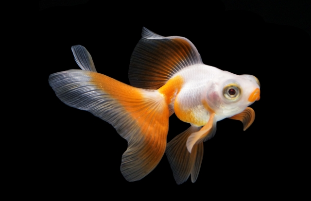 黒背景を泳ぐ白とオレンジ色の出目金型の金魚