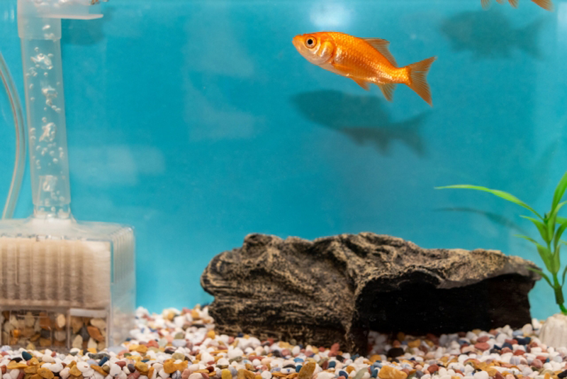 青い背景の水槽を泳ぐ金魚と投げ込み式フィルター
