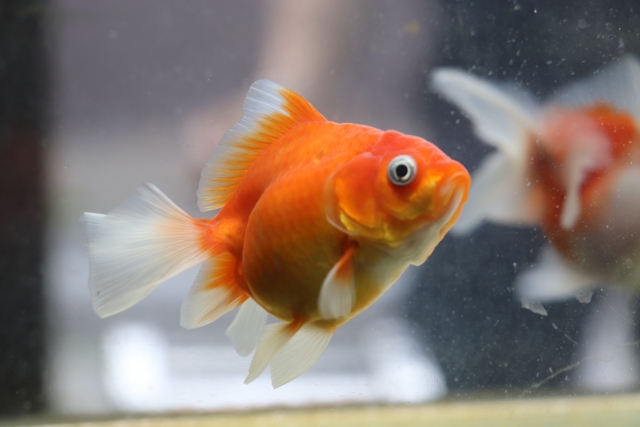 水槽内を泳ぐ赤と白の丸い体型の金魚