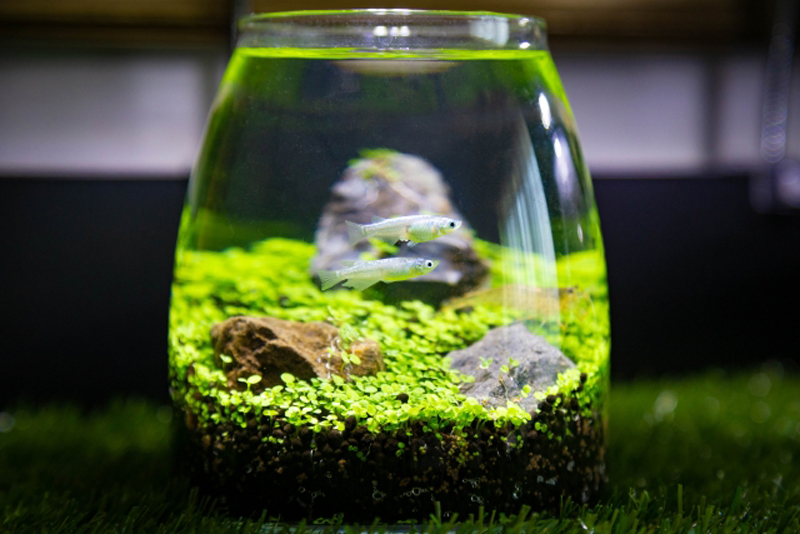 ボトルアクアリウムで泳ぐ2匹のメダカと水草のレイアウト