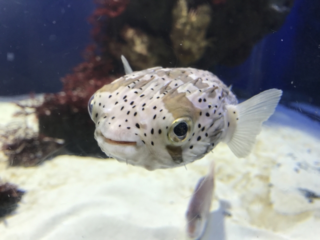 水槽内を泳ぐ黒い斑点模様があるフグの仲間