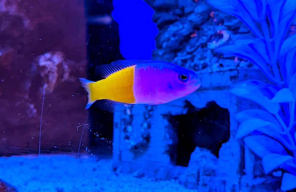 青と黄色の海水魚と青い照明の水槽内装