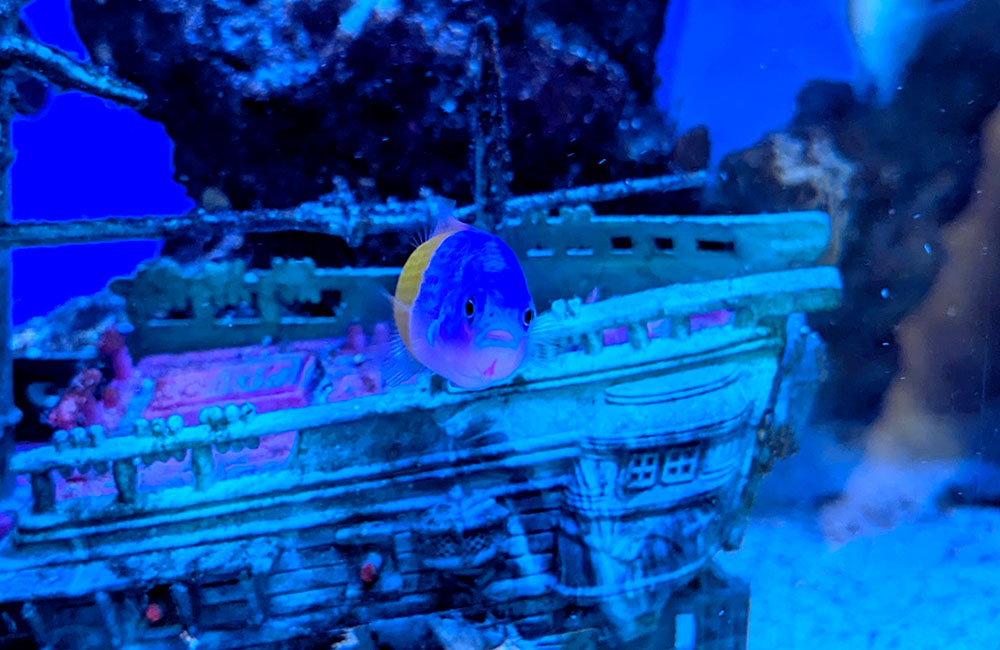 沈没船のオブジェと青い海水魚の泳ぐ海水水槽内壁面