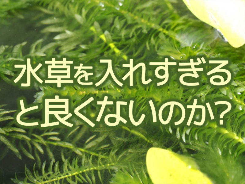 水草を入れすぎると良くないのか？の文字入り見出し画像