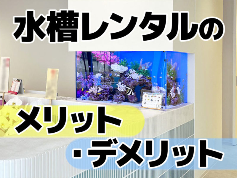 水槽レンタルのメリット・デメリットの見出し画像
