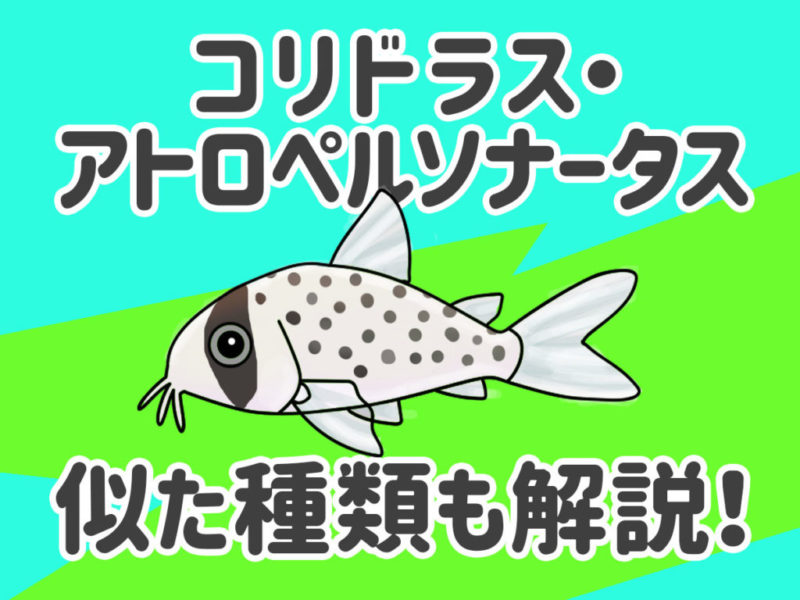コリドラス・アトロペルソナータスと似た種類の見出し画像