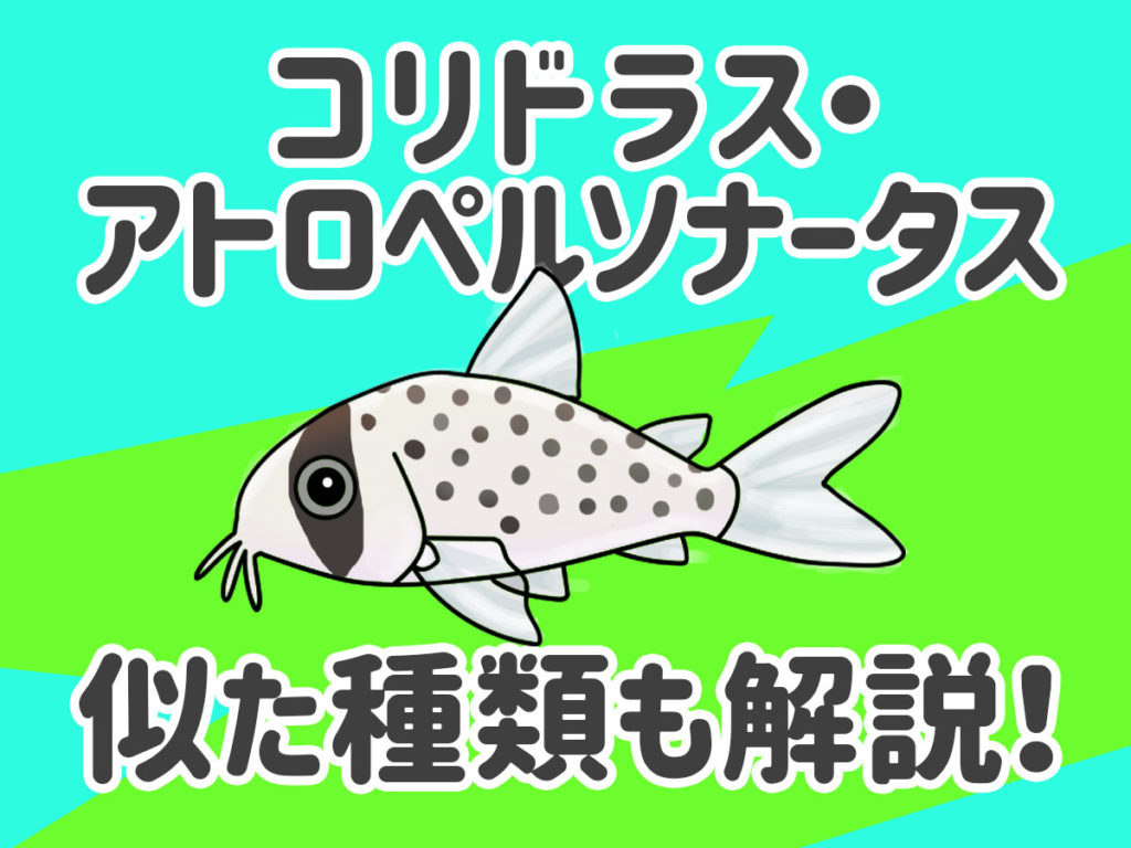 コリドラス・アトロペルソナータスとは！似ている種類と飼育方法を徹底解説のサムネイル画像