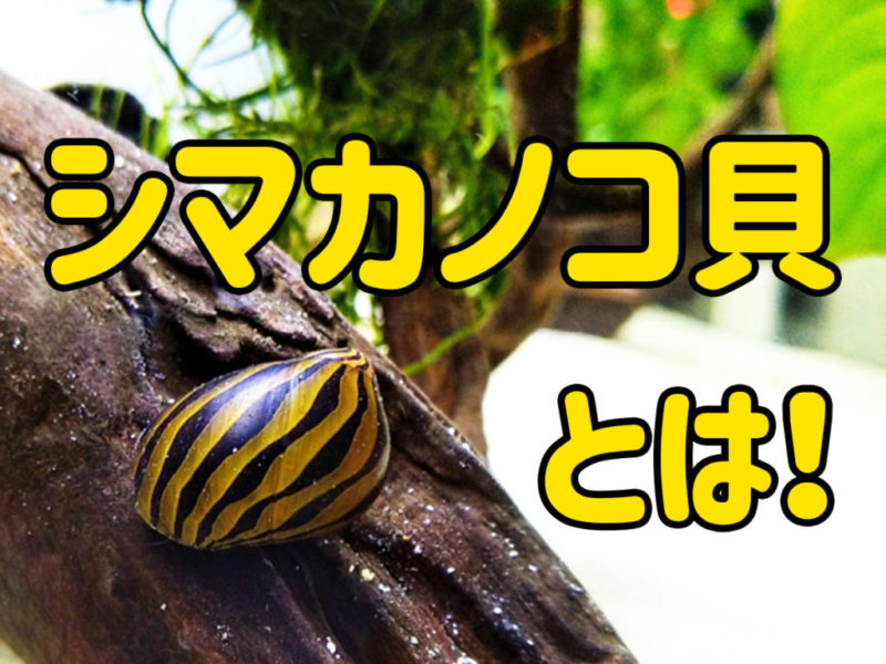 シマカノコ貝とは!の文字と流木に付着するシマカノコ貝