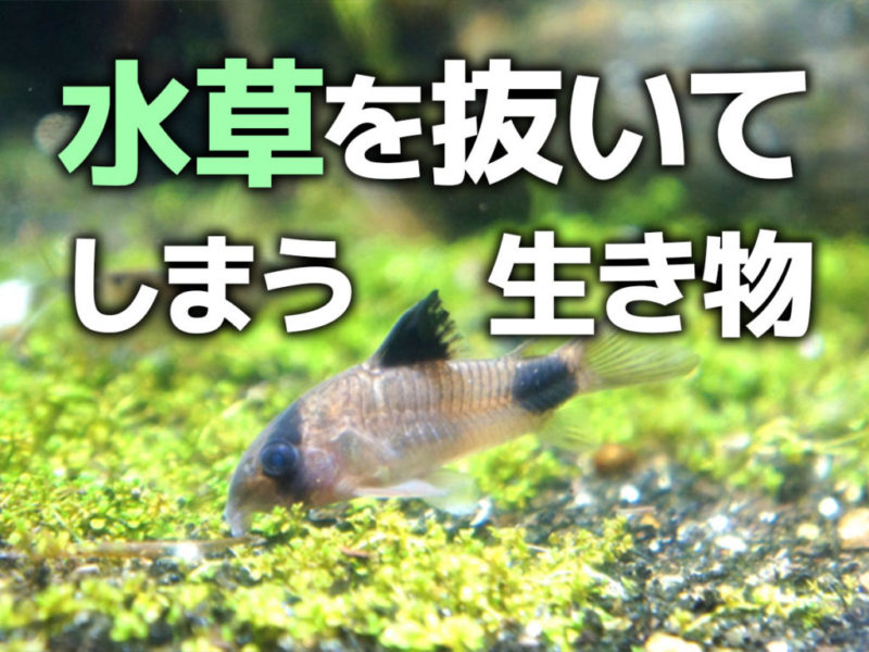 水草を抜いてしまう生き物の見出し画像とコリドラスの仲間