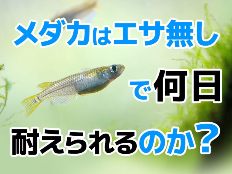 メダカはエサ無しで何日耐えられるのかの見出し画像