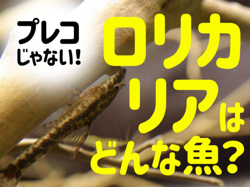 ロリカリアはどんな魚？プレコじゃない！の文字画像