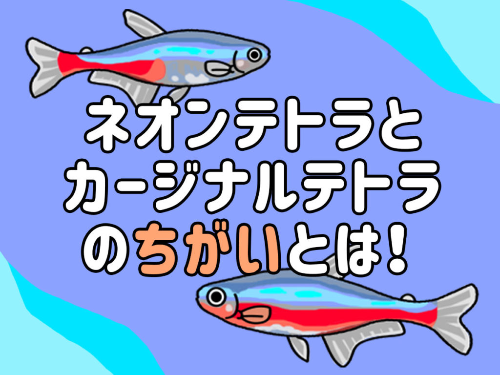 ネオンテトラとカージナルテトラの違いとは!特徴や体色の差などを比較のサムネイル画像