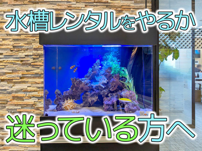 水槽レンタルをやるか迷っている方への見出し画像