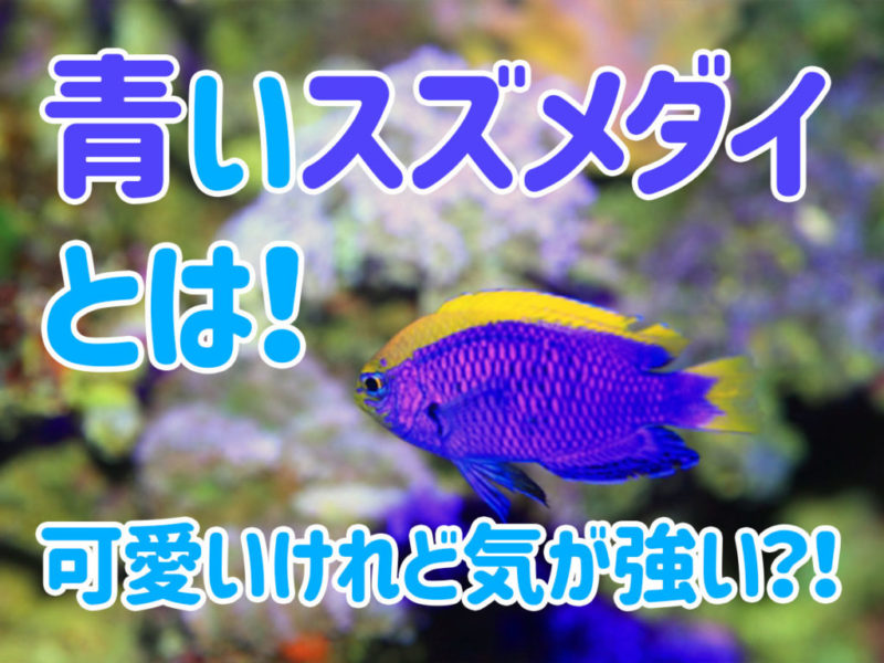 青いスズメダイとは！可愛いけれど気が強い？！の見出し画像