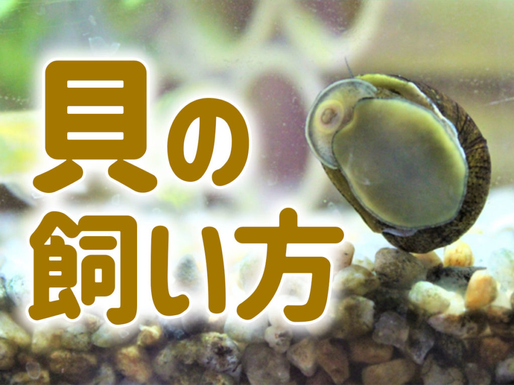 貝の飼い方とは!水槽で飼育できる貝と難しい貝、飼育のメリットのサムネイル画像
