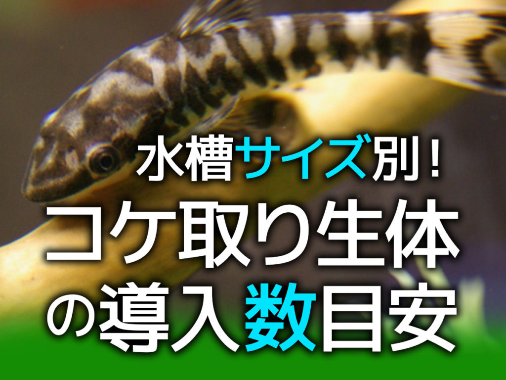 水槽サイズ別!コケ取り生体の導入数目安!最適な飼育数でコケ対策のサムネイル画像
