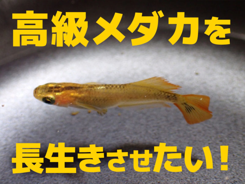 高級メダカを長生きさせたい！の文字と泳ぐメダカの画像