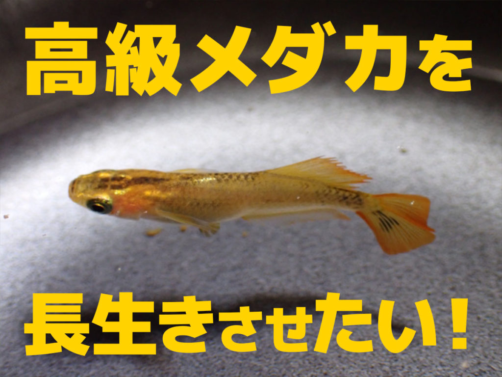 高級メダカを長生きさせたい！水温や飼育環境のポイントを考える！のサムネイル画像