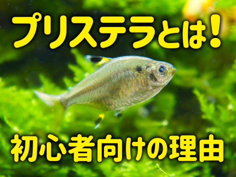 プリステラとは！初心者向けの理由の見出し画像