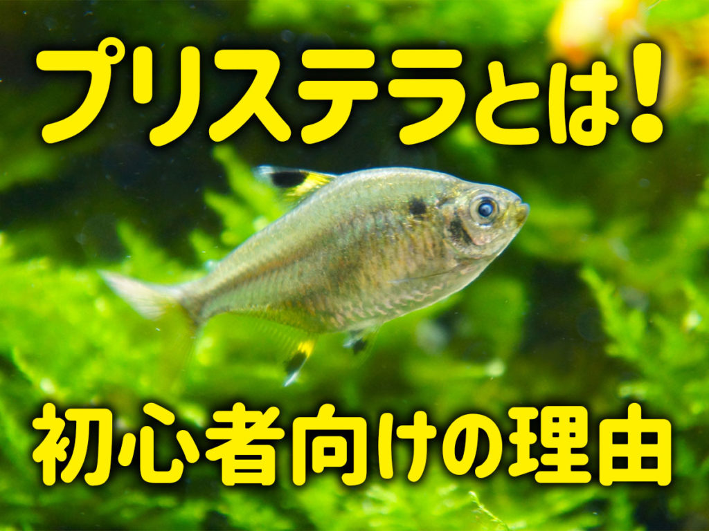 プリステラとは！初心者向けの理由や飼育ポイント、繁殖、種類を解説のサムネイル画像