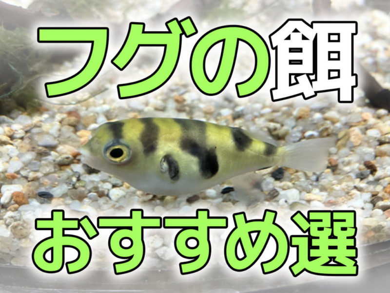 フグの餌おすすめ選の見出し画像と砂利の上のフグの仲間