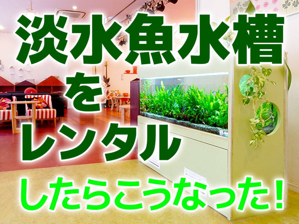 淡水魚水槽をレンタルしたらこうなった!レンタル事例とレビューをご紹介のサムネイル画像
