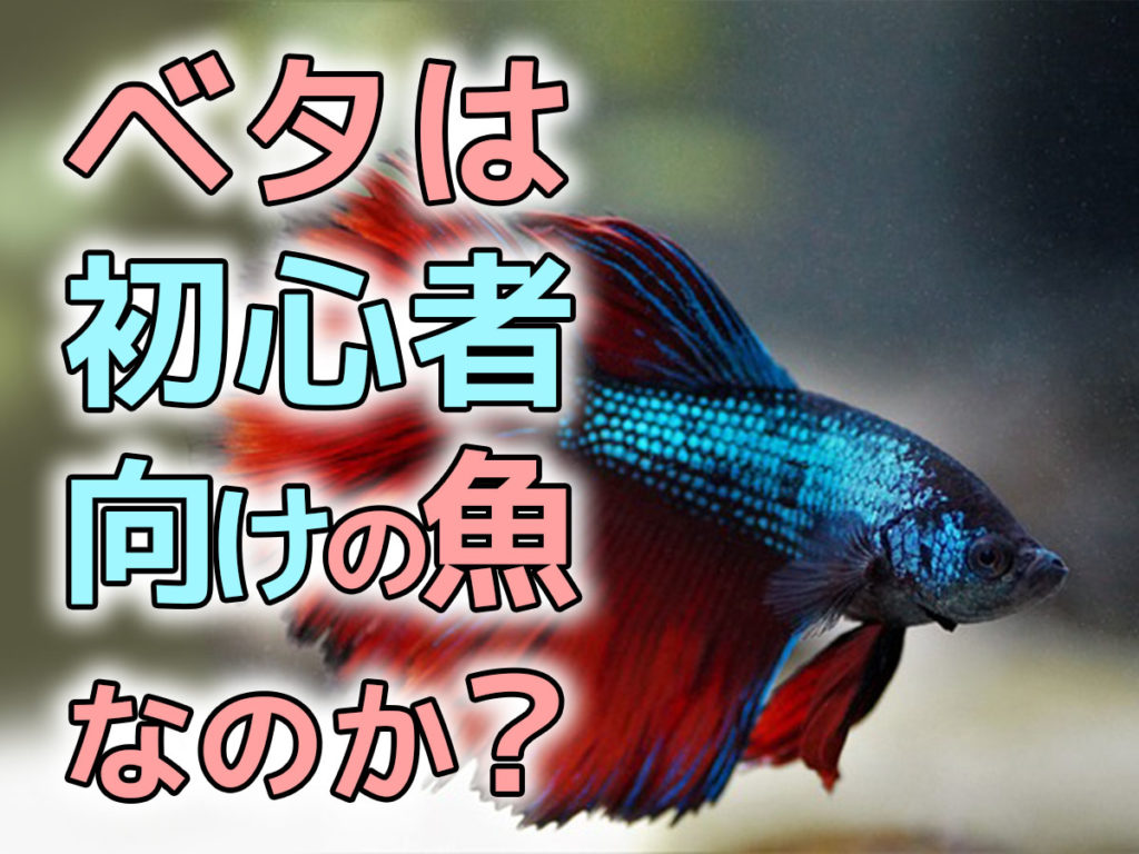 ベタは初心者向けの熱帯魚なのか?飼いやすい理由と気を付けたいポイントのサムネイル画像