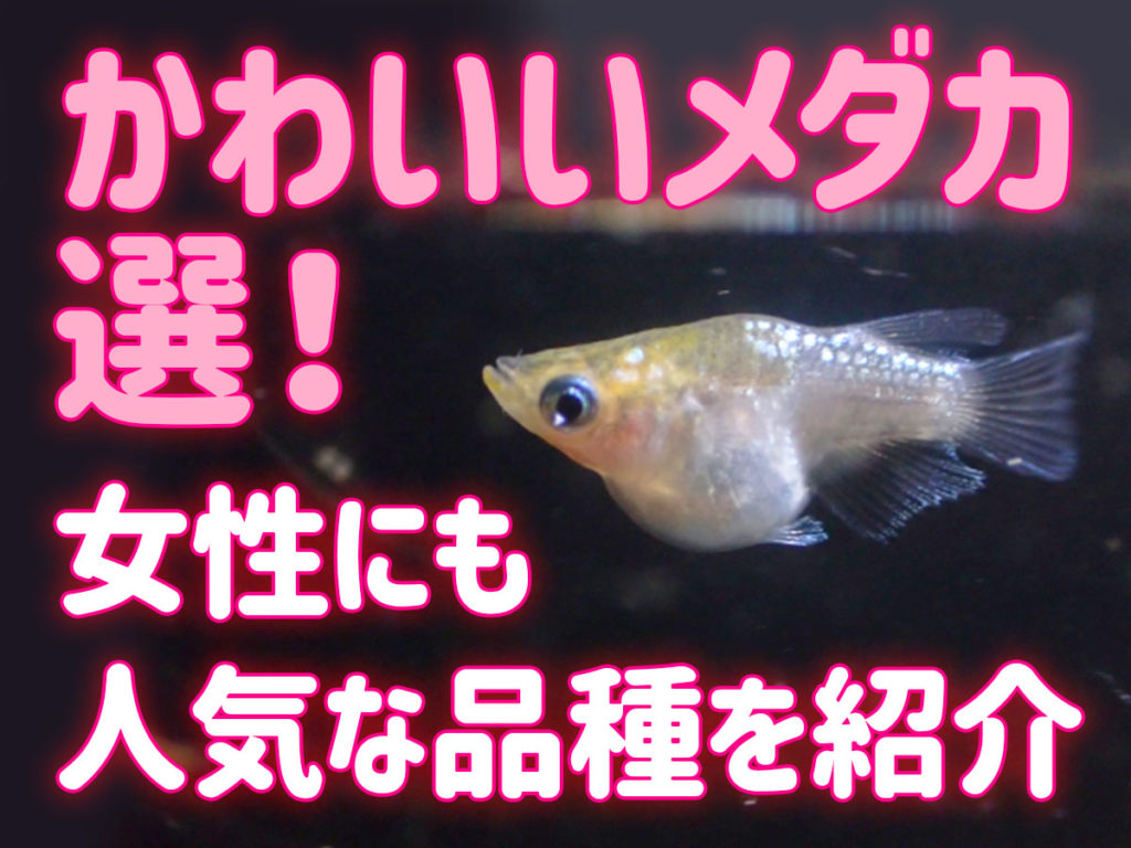 かわいいメダカ10選！女性にも人気な可愛い品種を選定しました！のサムネイル画像