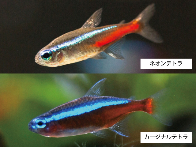 ネオンテトラとカージナルテトラの比較画像