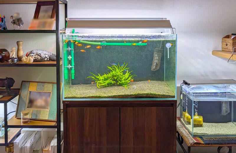 水草水槽を再レイアウト!緑豊かな個人宅様の60cm水槽 水槽画像2